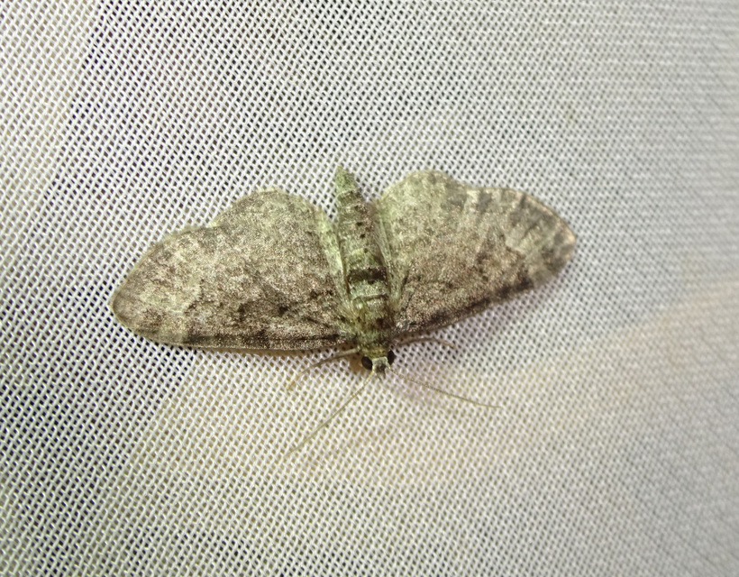 Pasiphila rectangulata - almavirág-araszoló