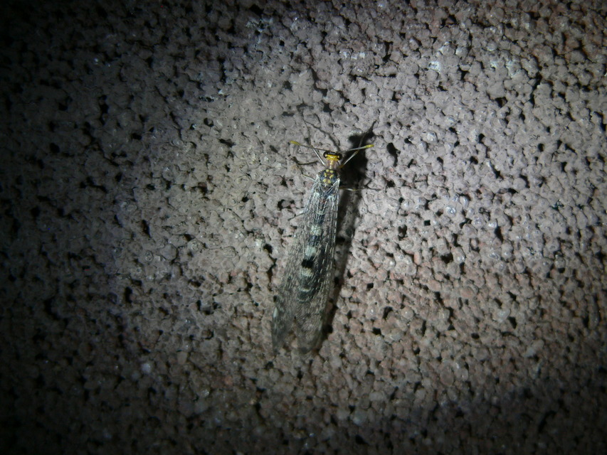 Megistopus flavicornis - kétfoltos hangyaleső