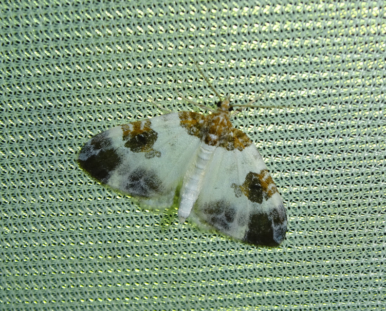 barnafoltos fehéraraszoló - Plemyria rubiginata