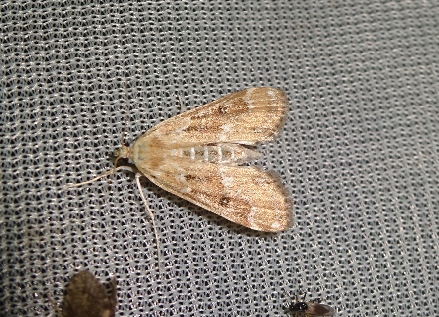 Parapoynx stratiotata - közönséges vízimoly