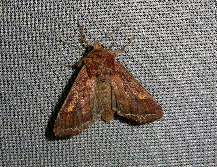 saláta-kertibagoly - Lacanobia oleracea