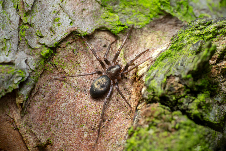 Drapeta rutilans - csillogó avarpók