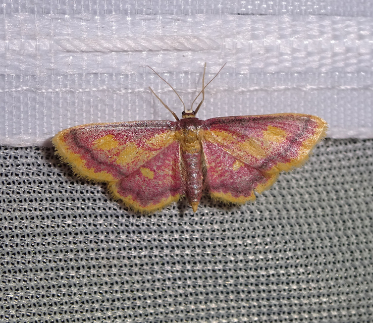Idaea muricata - mocsári pirosaraszoló