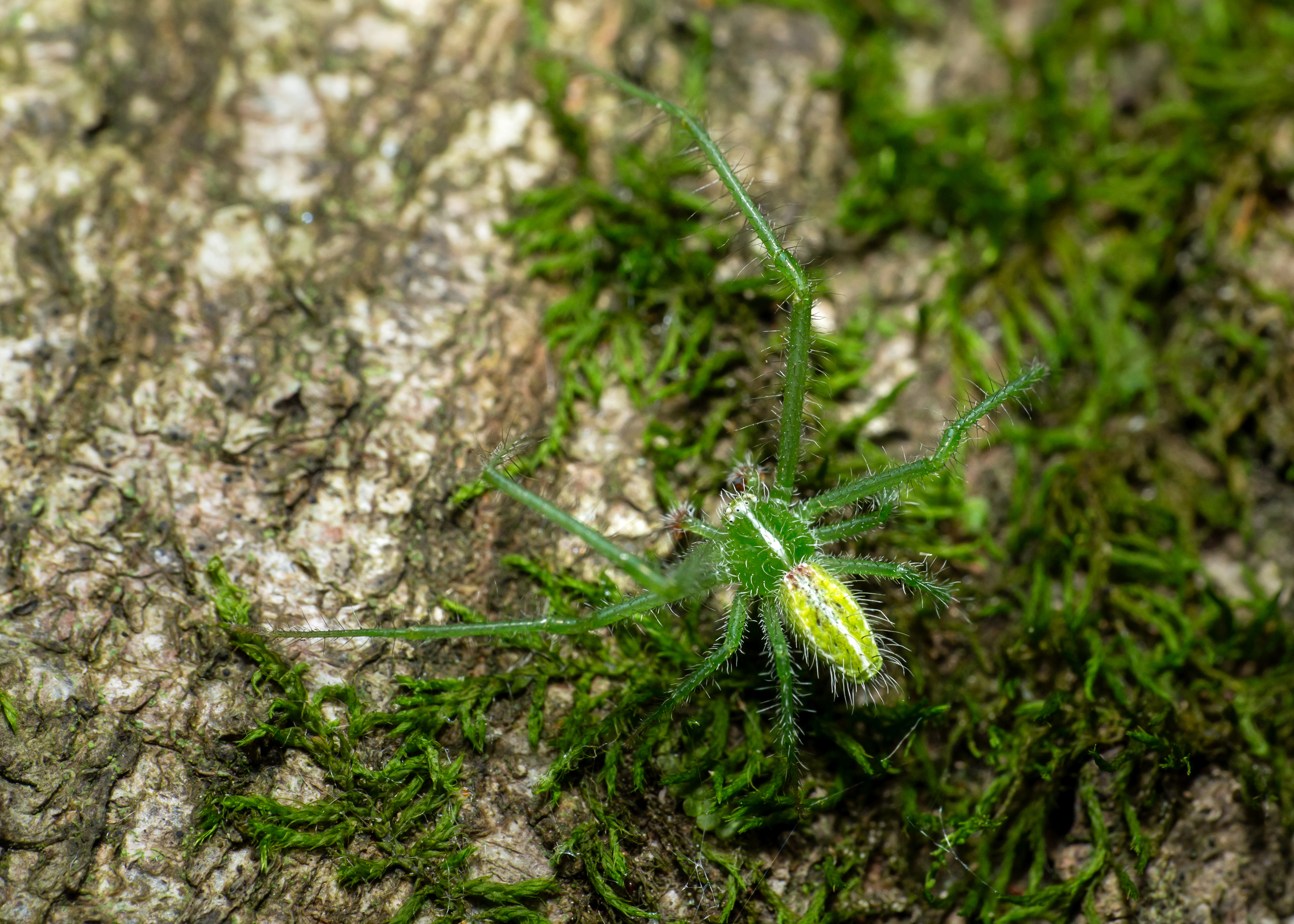 Heriaeus oblongus