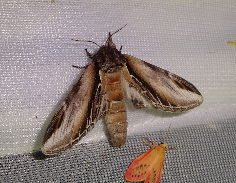 nyárfa-púposszövő - Pheosia tremula