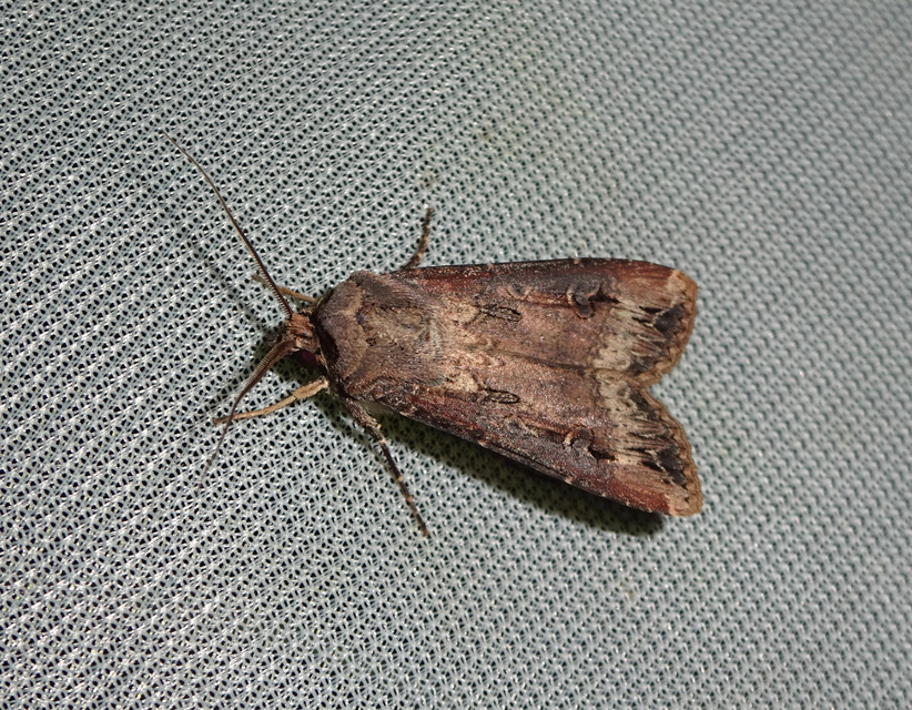 nagy földibagoly - Agrotis ipsilon