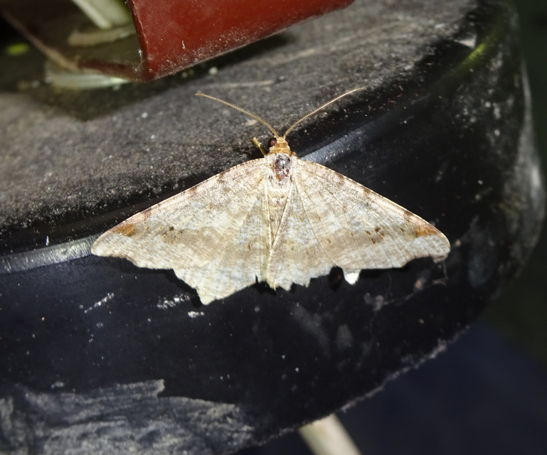 közönséges szürkearaszoló - Macaria alternata