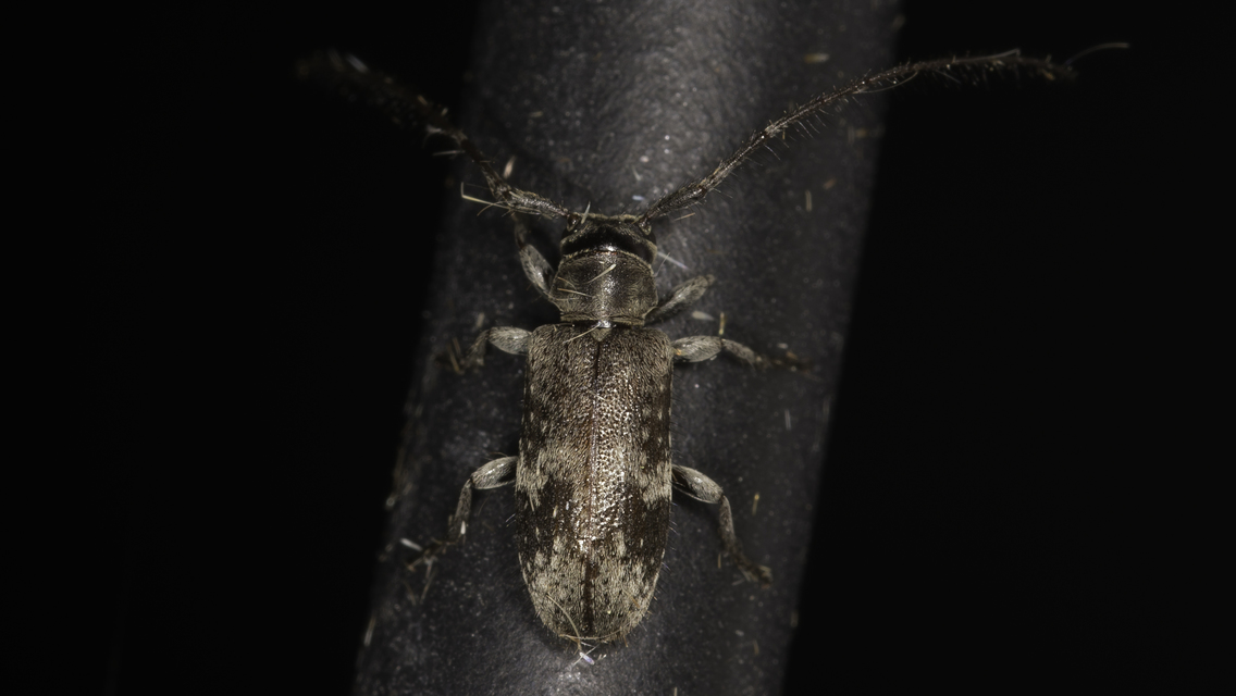 Exocentrus adspersus - tölgyfa-rőzsecincér