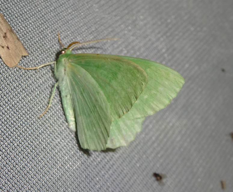 Geometra papilionaria - nagy zöldaraszoló