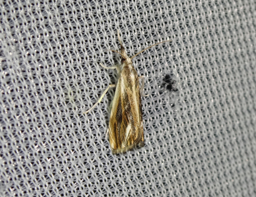 Catoptria verellus - kormos fűgyökérmoly