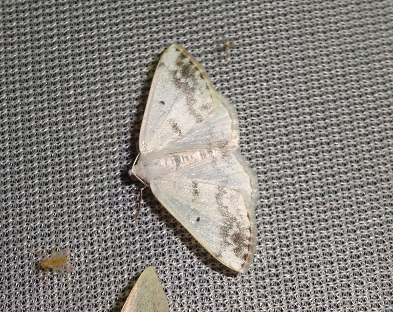 Lomographa temerata - foltos fehéraraszoló