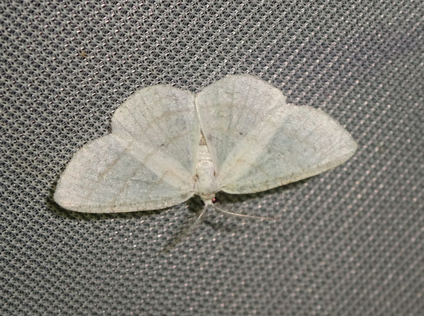 fehér égeraraszoló - Cabera pusaria