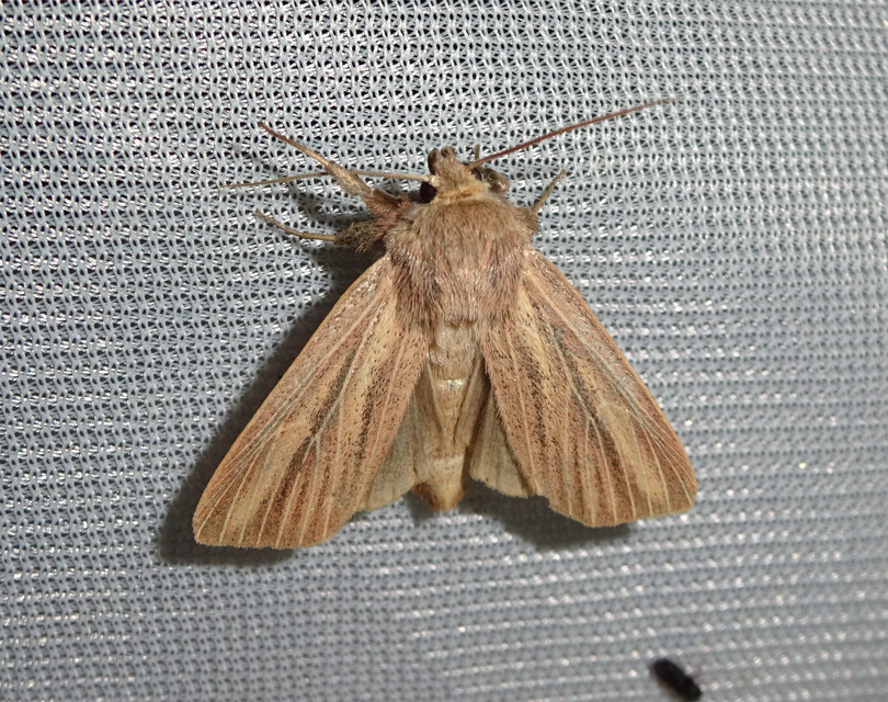 Mythimna pudorina - vörös rétibagoly