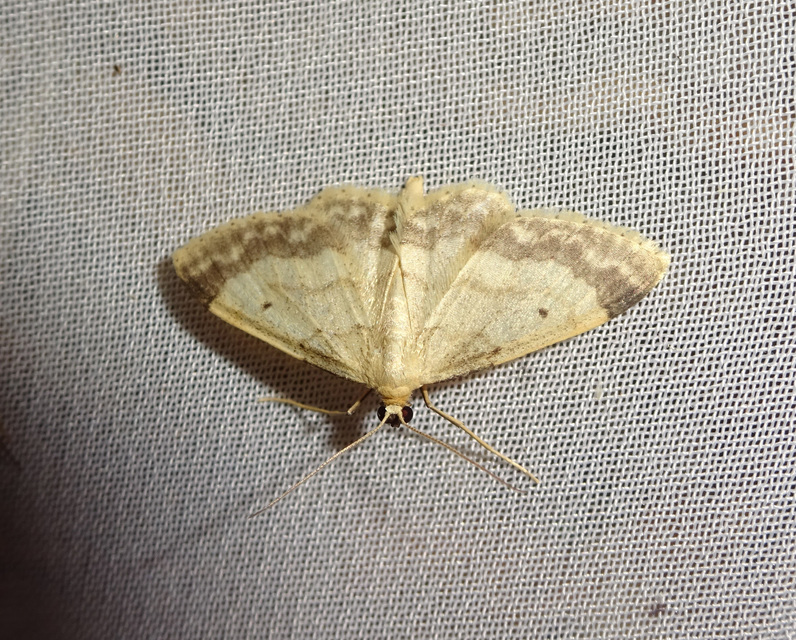 mocsári sávosaraszoló - Idaea biselata