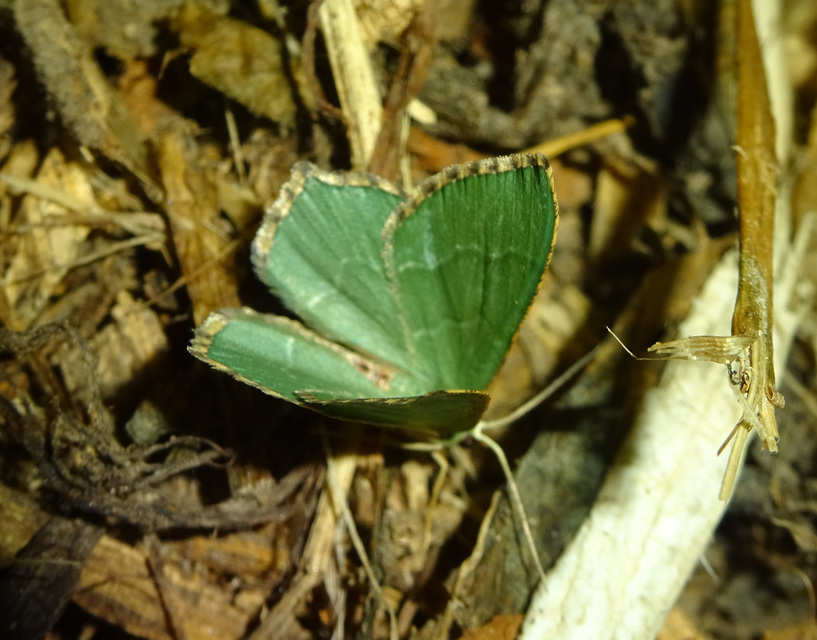 Hemithea aestivaria - nyír-zöldaraszoló