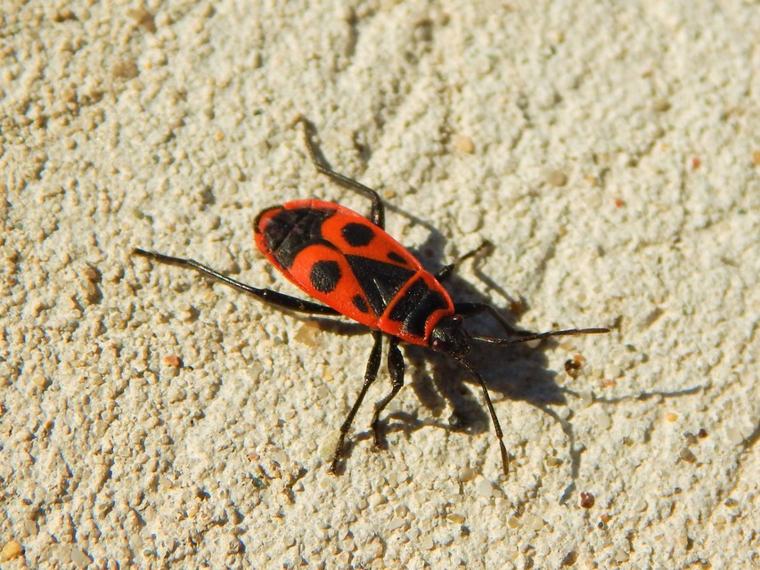 Pyrrhocoris apterus - verőköltő poloska