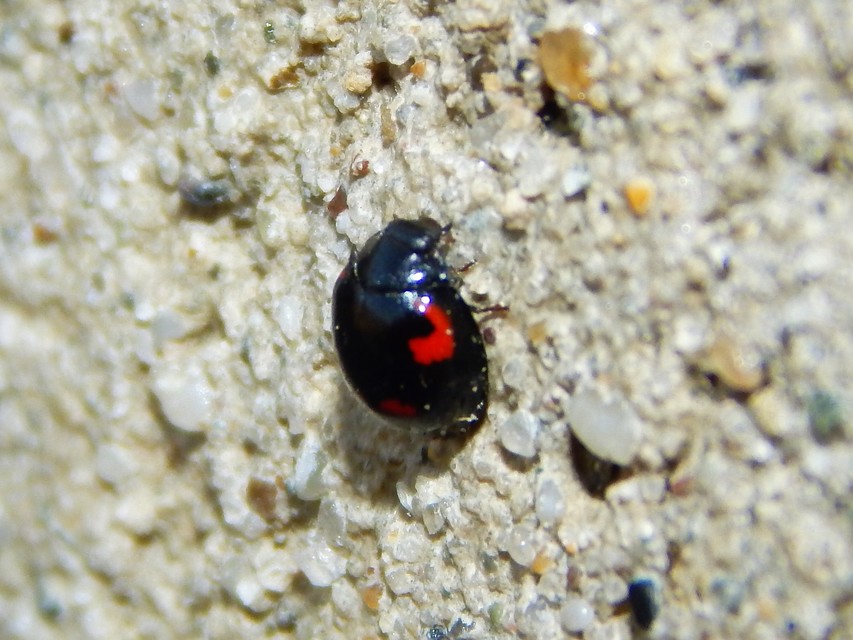 Exochomus quadripustulatus - négyfoltos szerecsenkata