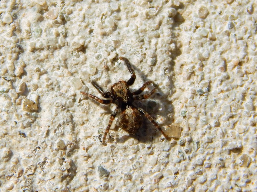 Araneae - Pókok