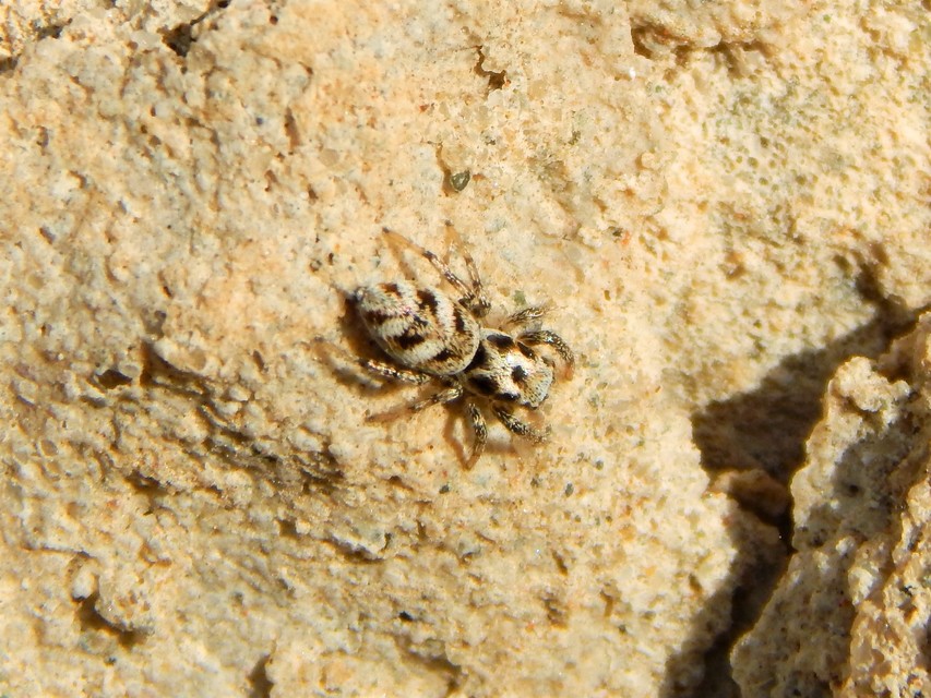 Araneae - Pókok