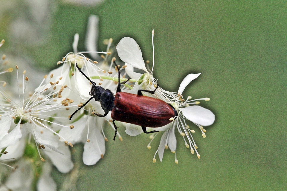 Omophlus proteus - közönséges pejbogár Omophlus proteus - közönséges pejbogár