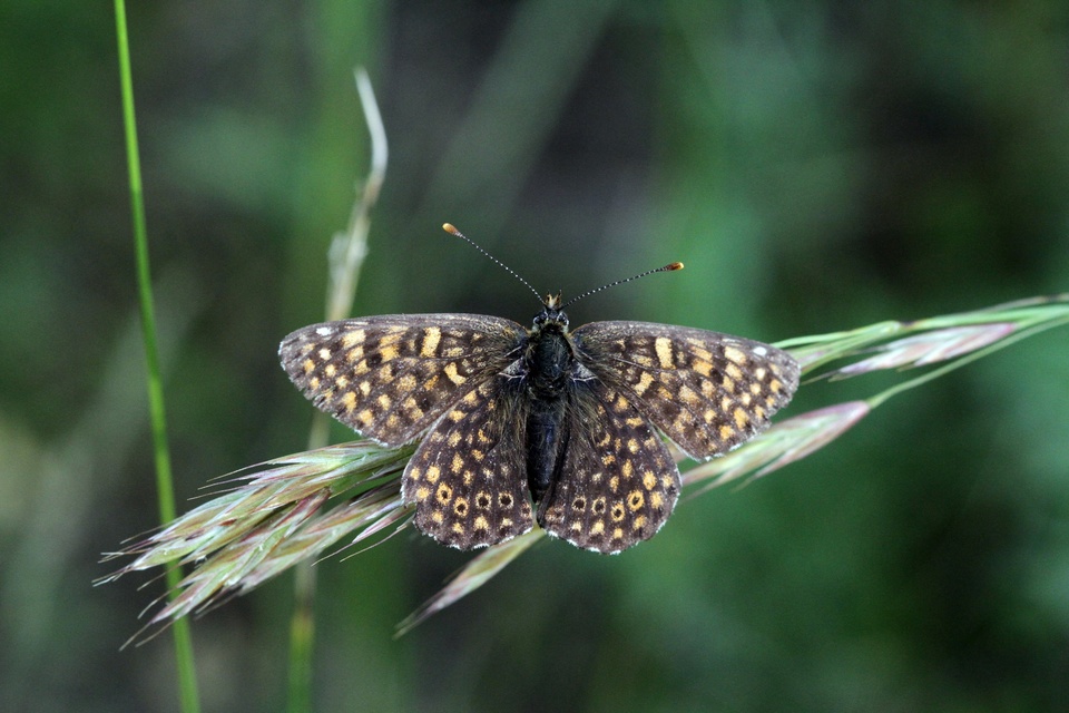 Melitaea cinxia - réti tarkalepke
