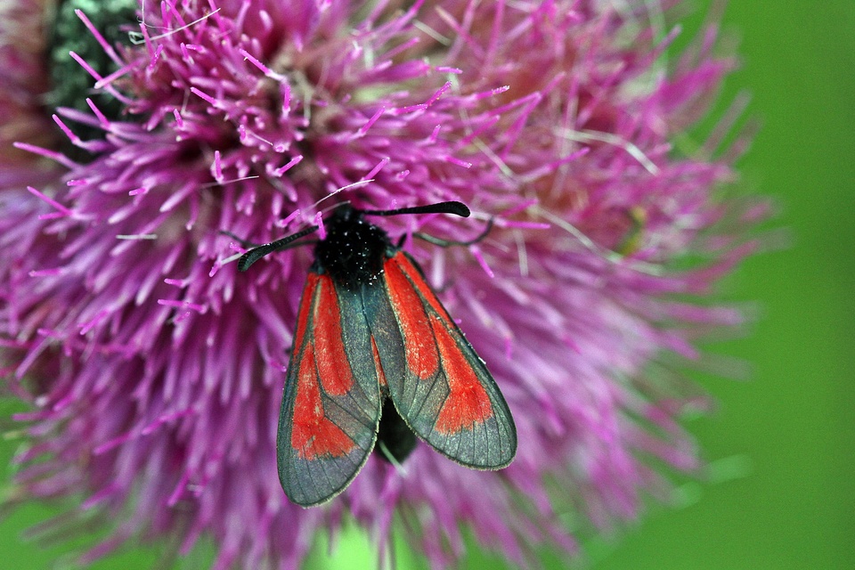 Zygaena minos/purpuralis