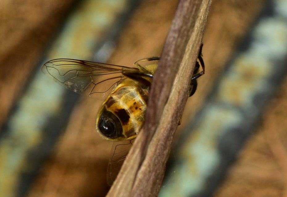 Eristalis tenax - közönséges herelégy