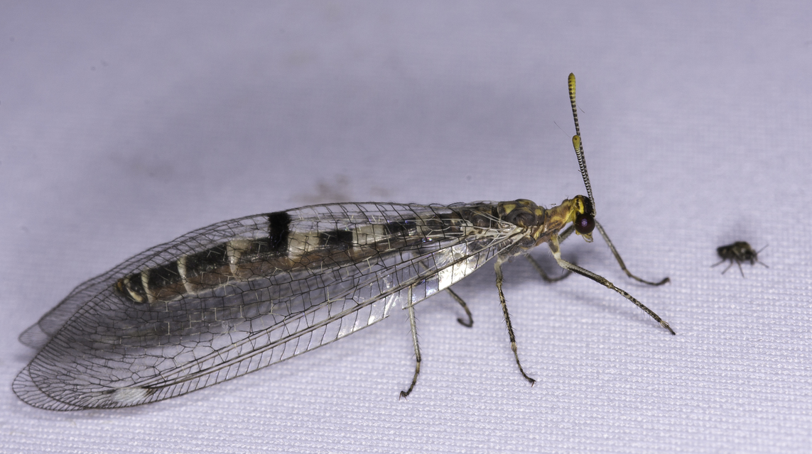 Megistopus flavicornis - kétfoltos hangyaleső