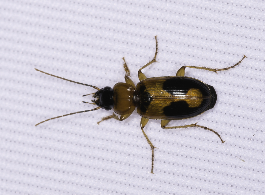 Badister meridionalis - közönséges posványfutonc