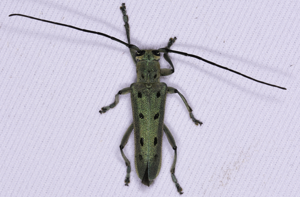 Saperda octopunctata - nyolcpontos cincér