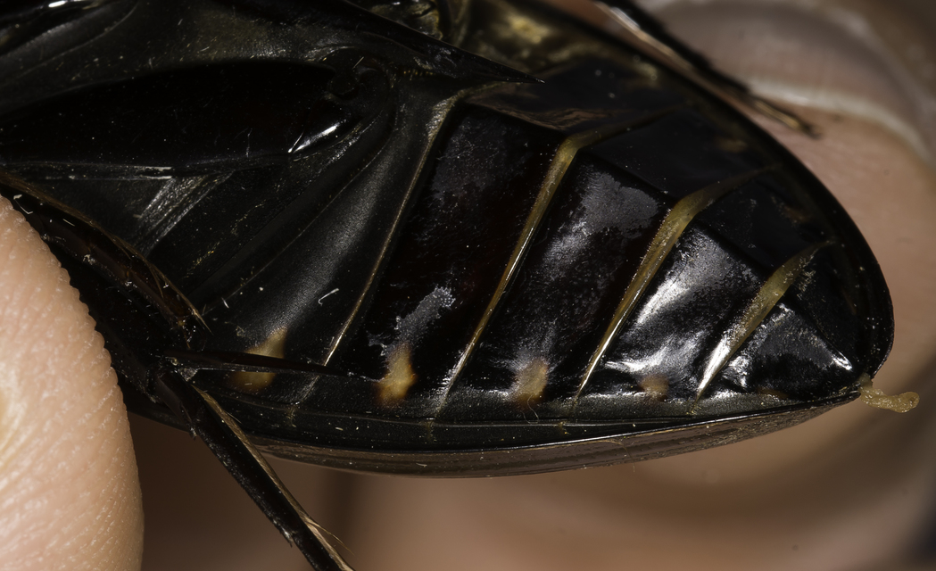 Hydrophilus piceus - közönséges óriáscsibor