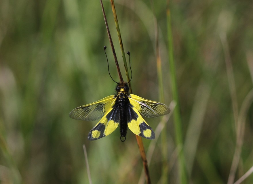 Libelloides macaronius - keleti rablópille