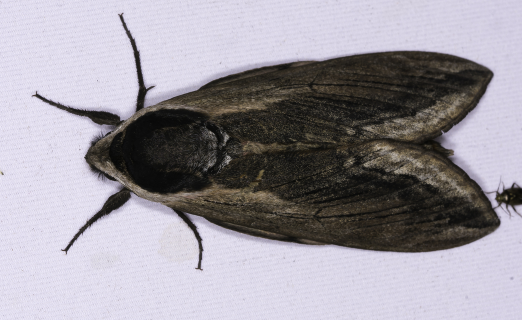 Sphinx ligustri - fagyalszender