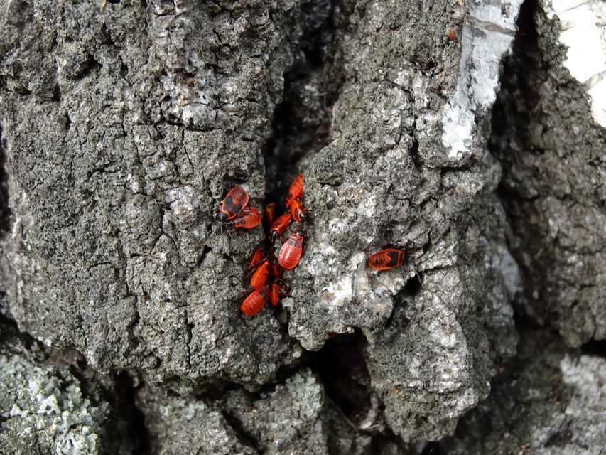 Pyrrhocoris apterus - verőköltő poloska