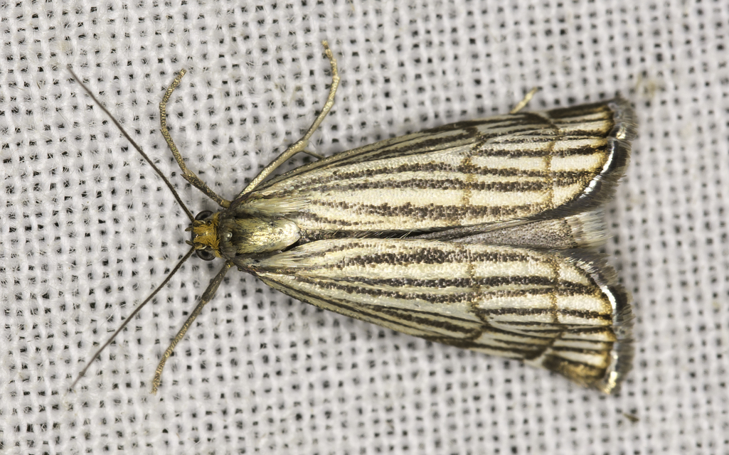 Chrysocramboides craterella - rácsos fűgyökérmoly