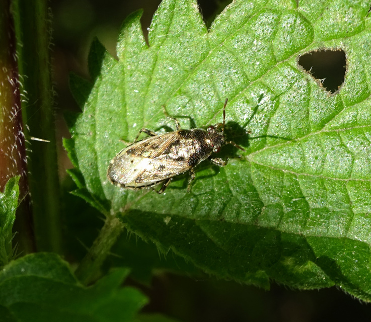 Heterogaster urticae - tarka bodobács