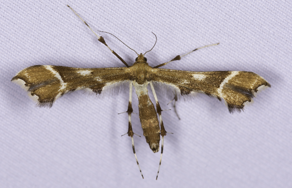 Cnaemidophorus rhododactyla - rózsabogyó-tollasmoly
