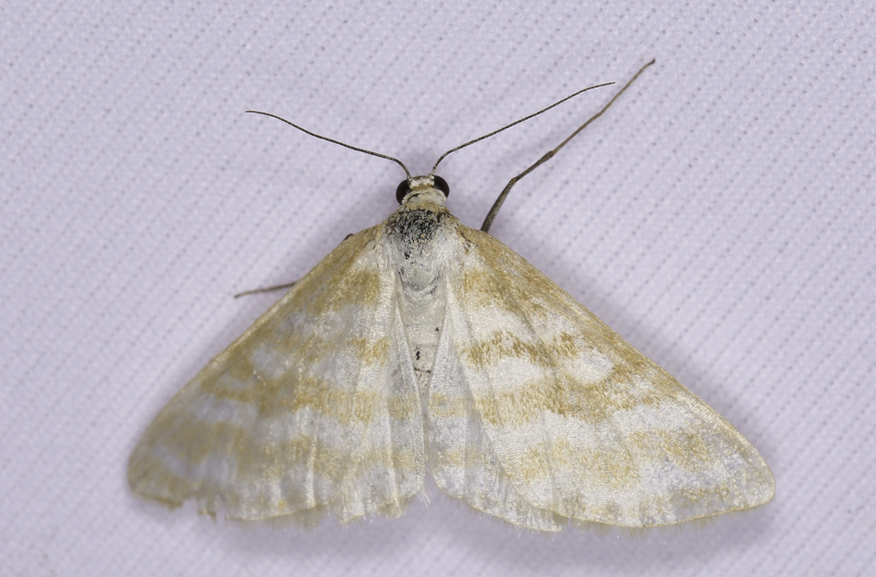 Idaea sericeata - selymes sávosaraszoló