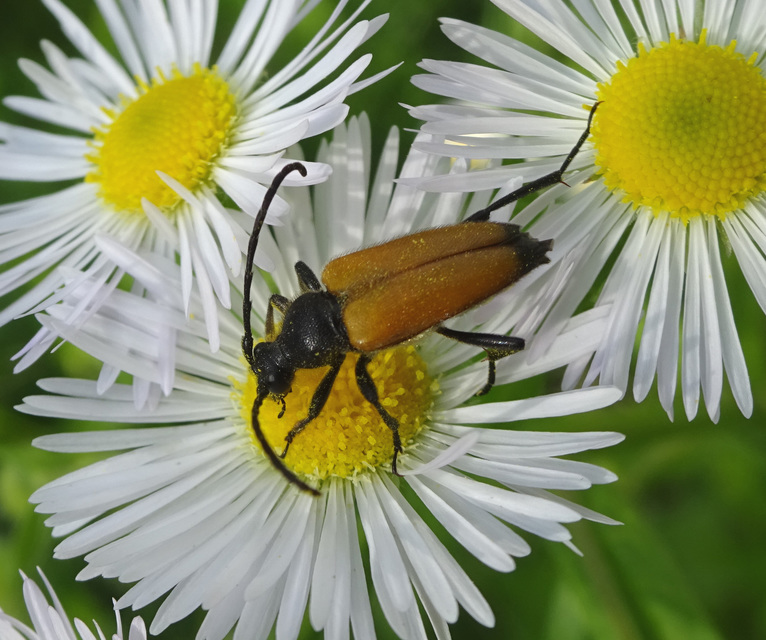 Stictoleptura fulva - vörhenyes virágcincér