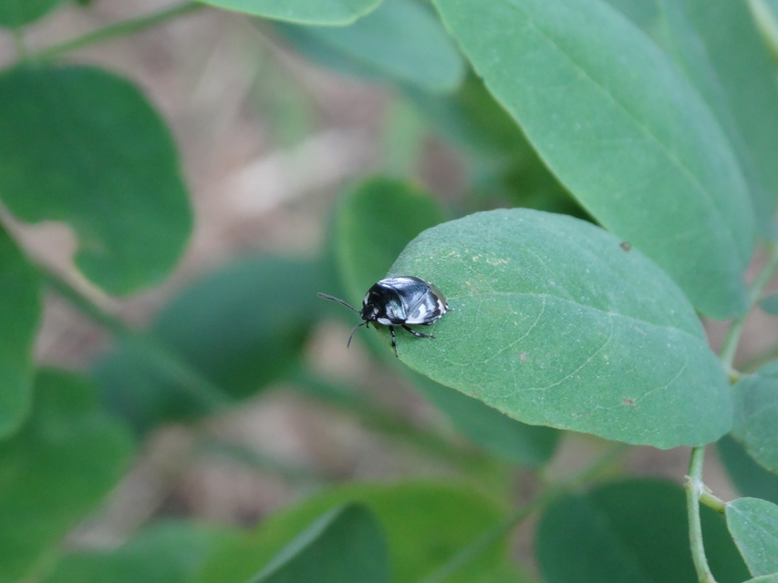 Tritomegas bicolor - foltos földipoloska