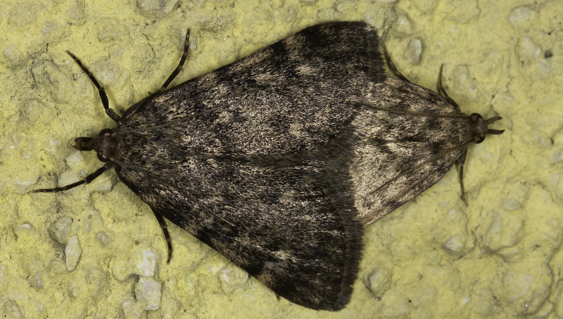 Aglossa pinguinalis - zsiradékmoly