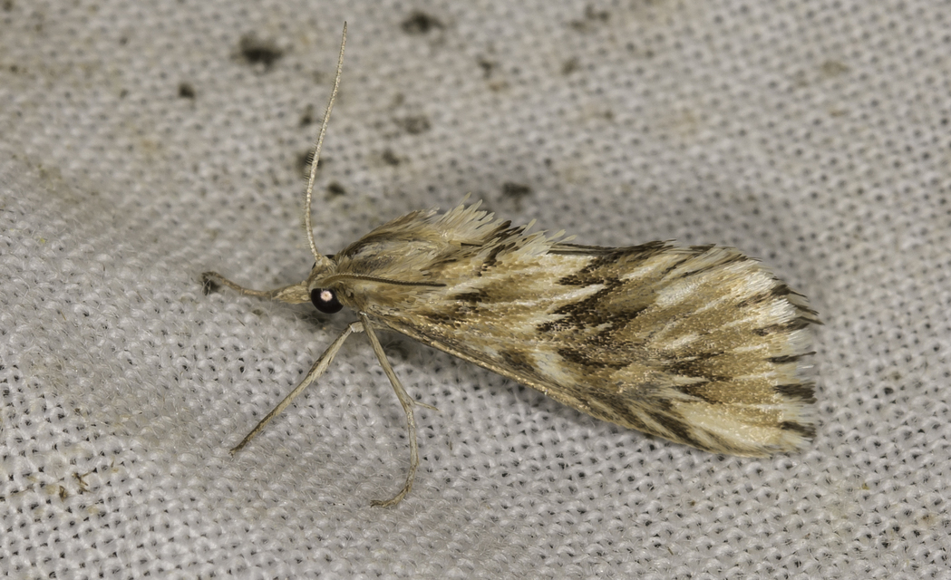 Cynaeda dentalis - gyakori ciframoly