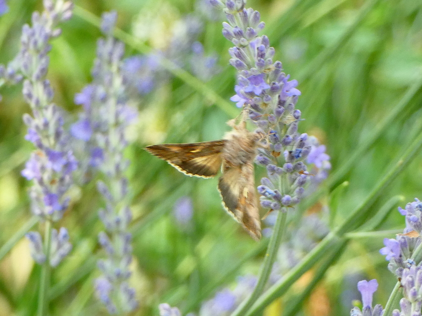 Autographa gamma - gammalepke