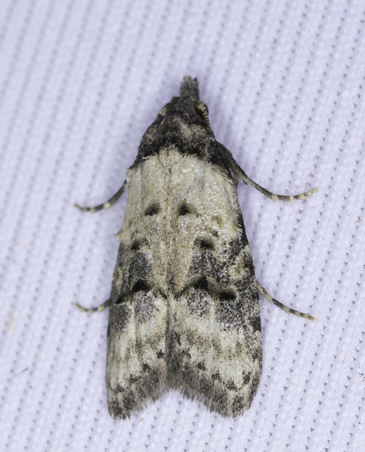 Carposina scirrhosella - közönséges csipkebogyómoly