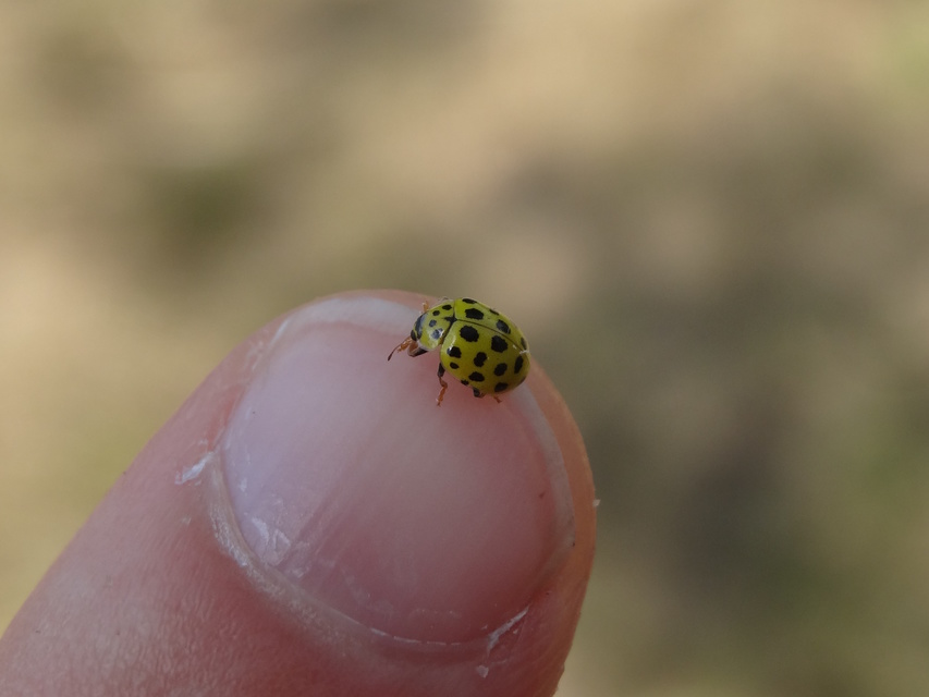 Psyllobora vigintiduopunctata - huszonkétpettyes katica
