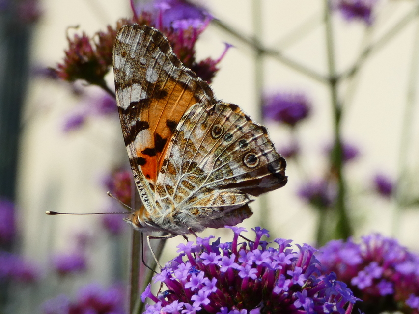 Vanessa cardui - bogáncslepke