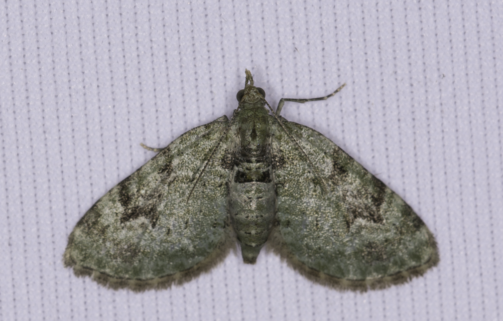 Chloroclystis v-ata - zöldes törpearaszoló