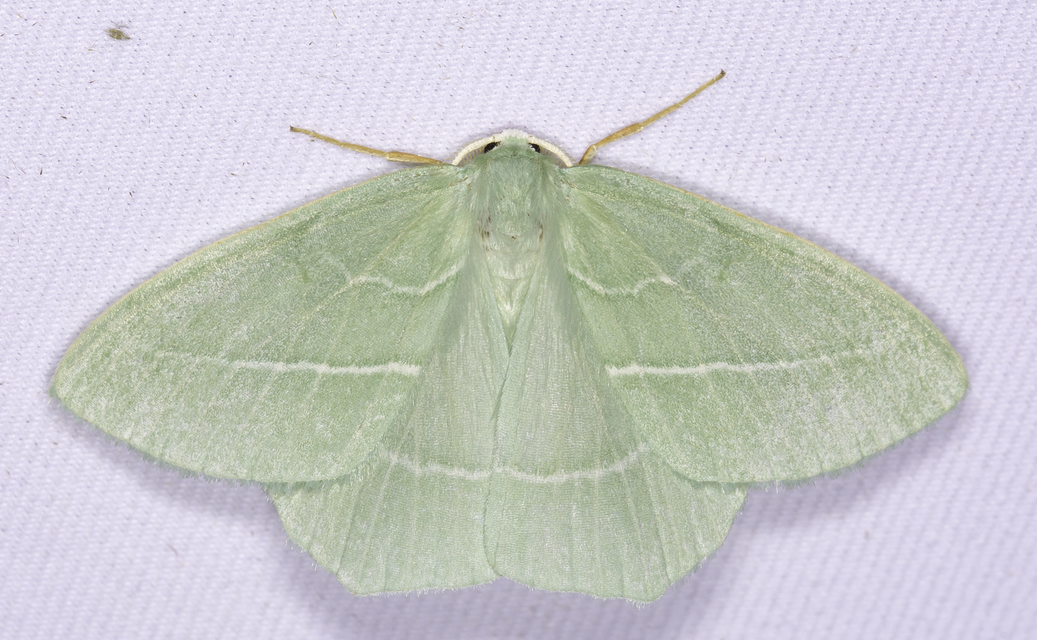 Hemistola chrysoprasaria - kékes zöldaraszoló