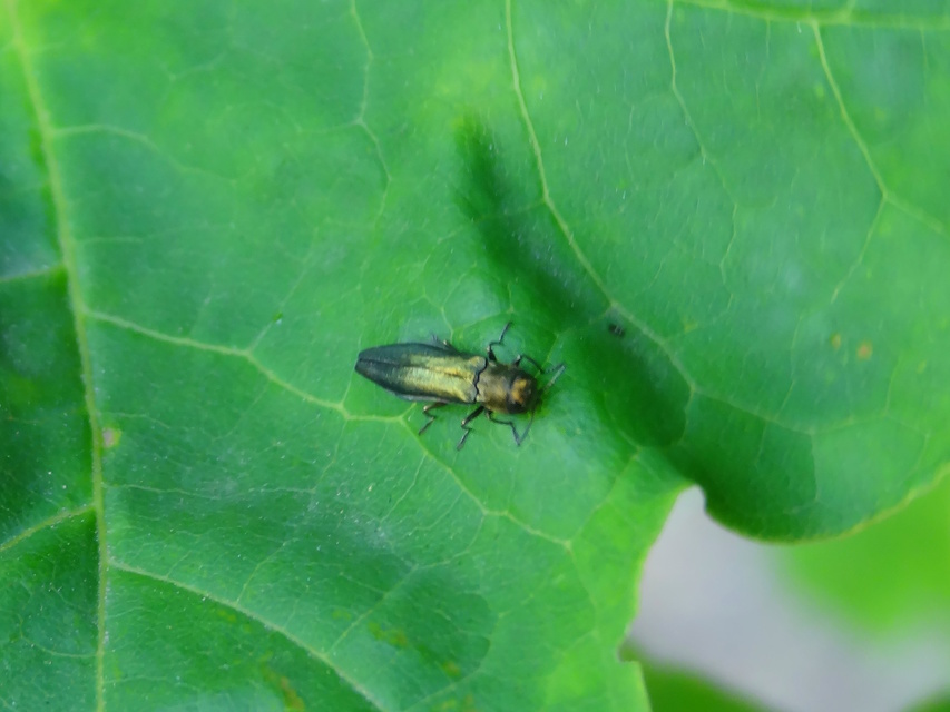 Agrilus