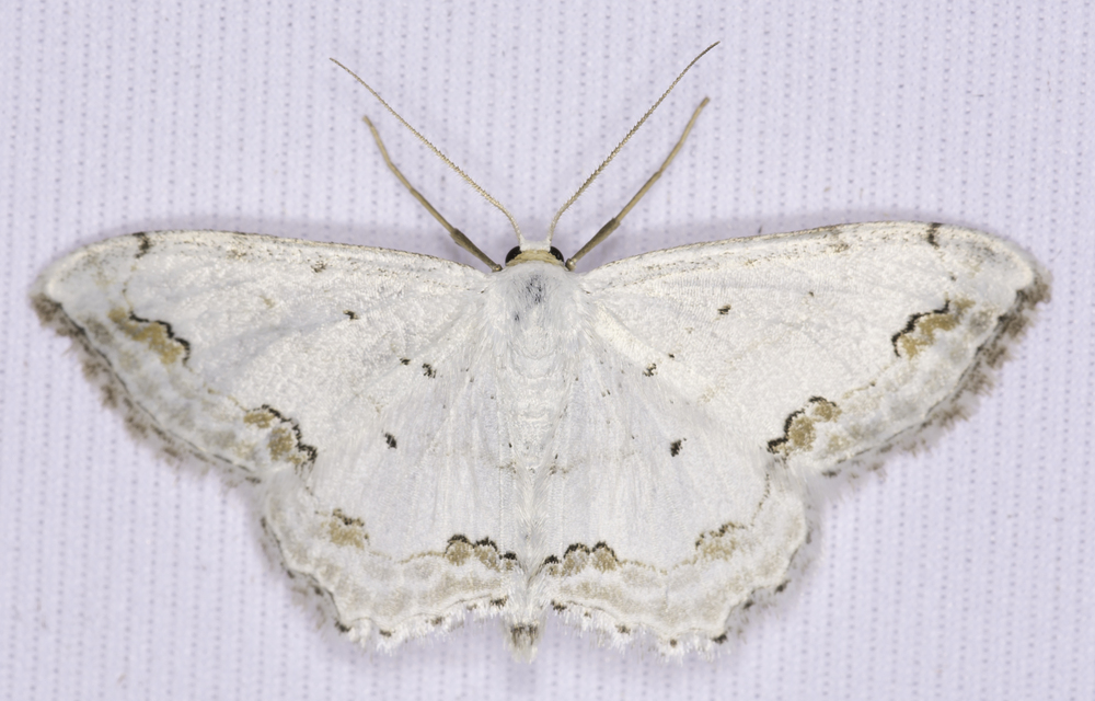 Scopula ornata - díszes fehéraraszoló